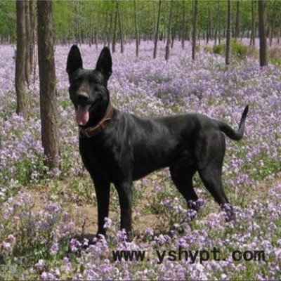 墨界黑狼犬养殖场  纯种中华黑狼犬  可提供训练方法  全国可发货  厂家直销